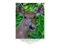 White Tailed Deer Close Up Wildlife Photography Print | Tiny Desk Photos No. 47