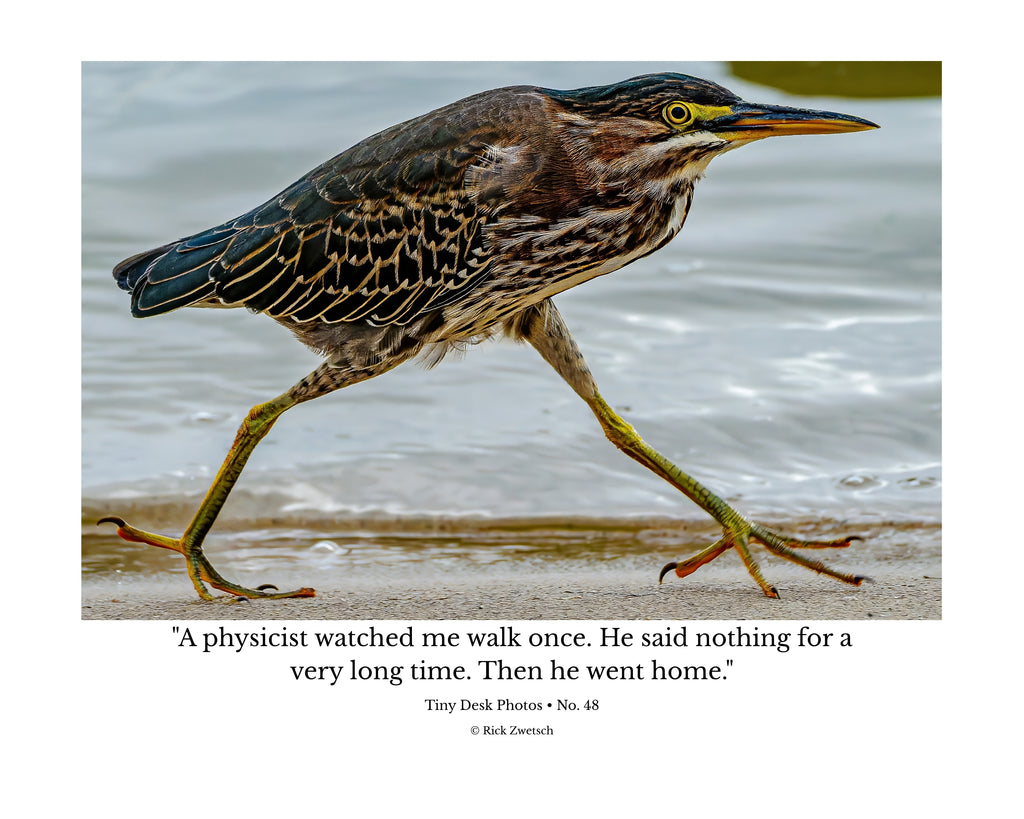 Green Heron Walking Wildlife Photography Print | Tiny Desk Photos No. 48