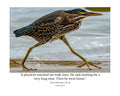 Green Heron Walking Wildlife Photography Print | Tiny Desk Photos No. 48
