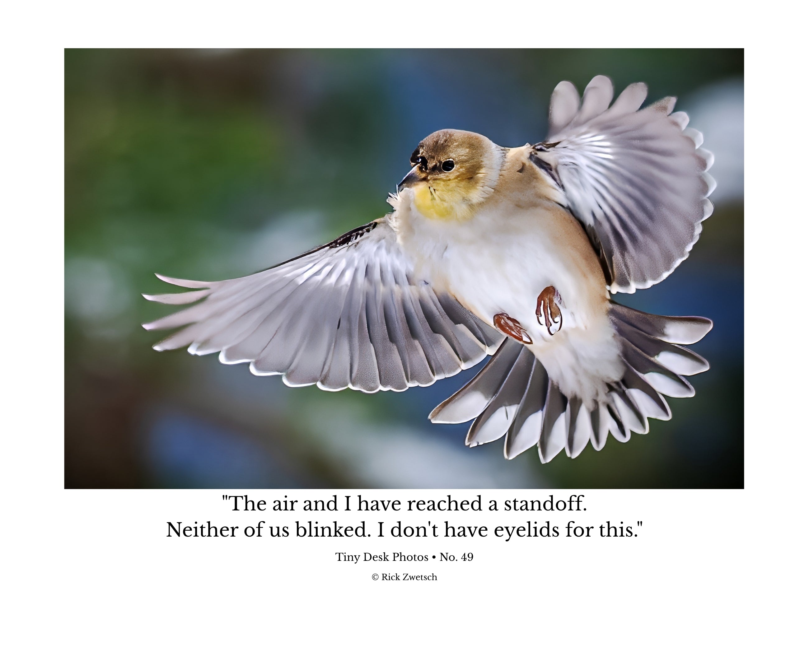 American Goldfinch Mid Air Flight Wildlife Photography Print | Tiny Desk Photos No. 49