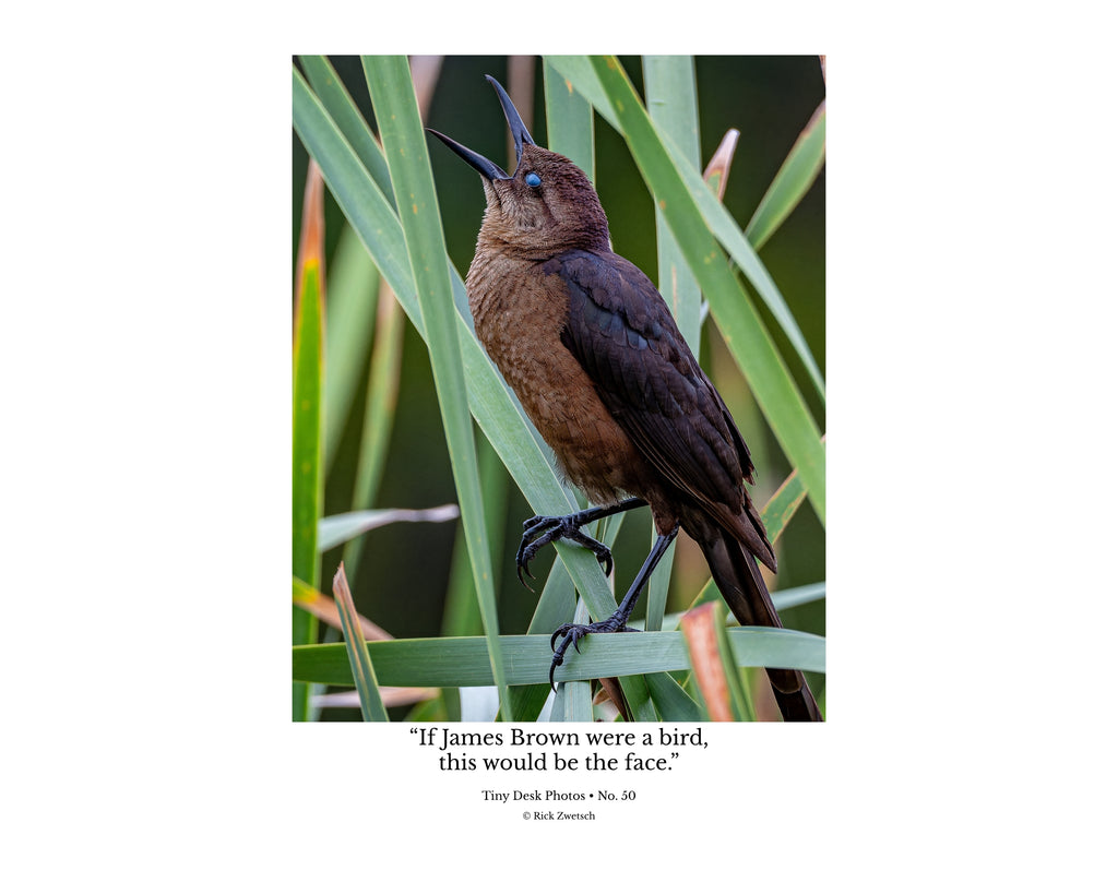 Boat Tailed Grackle Calling Wildlife Photography Print | Tiny Desk Photos No. 50