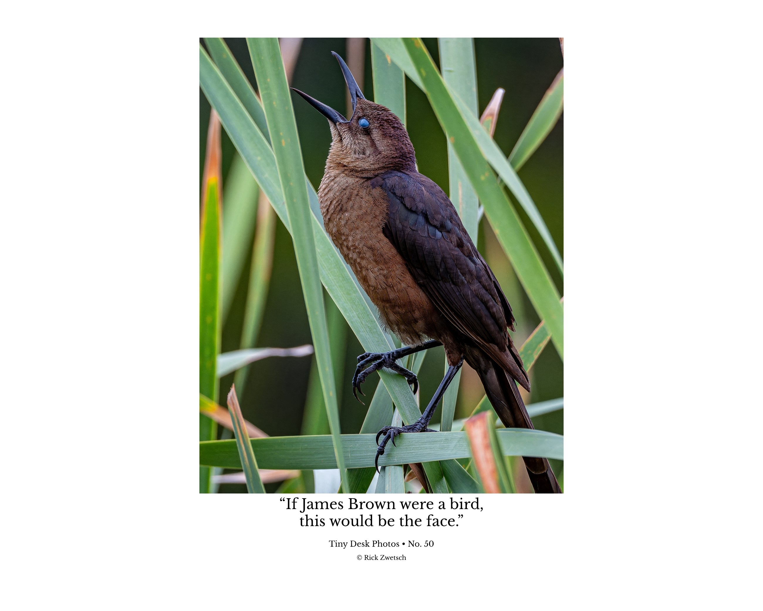 Boat Tailed Grackle Calling Wildlife Photography Print | Tiny Desk Photos No. 50