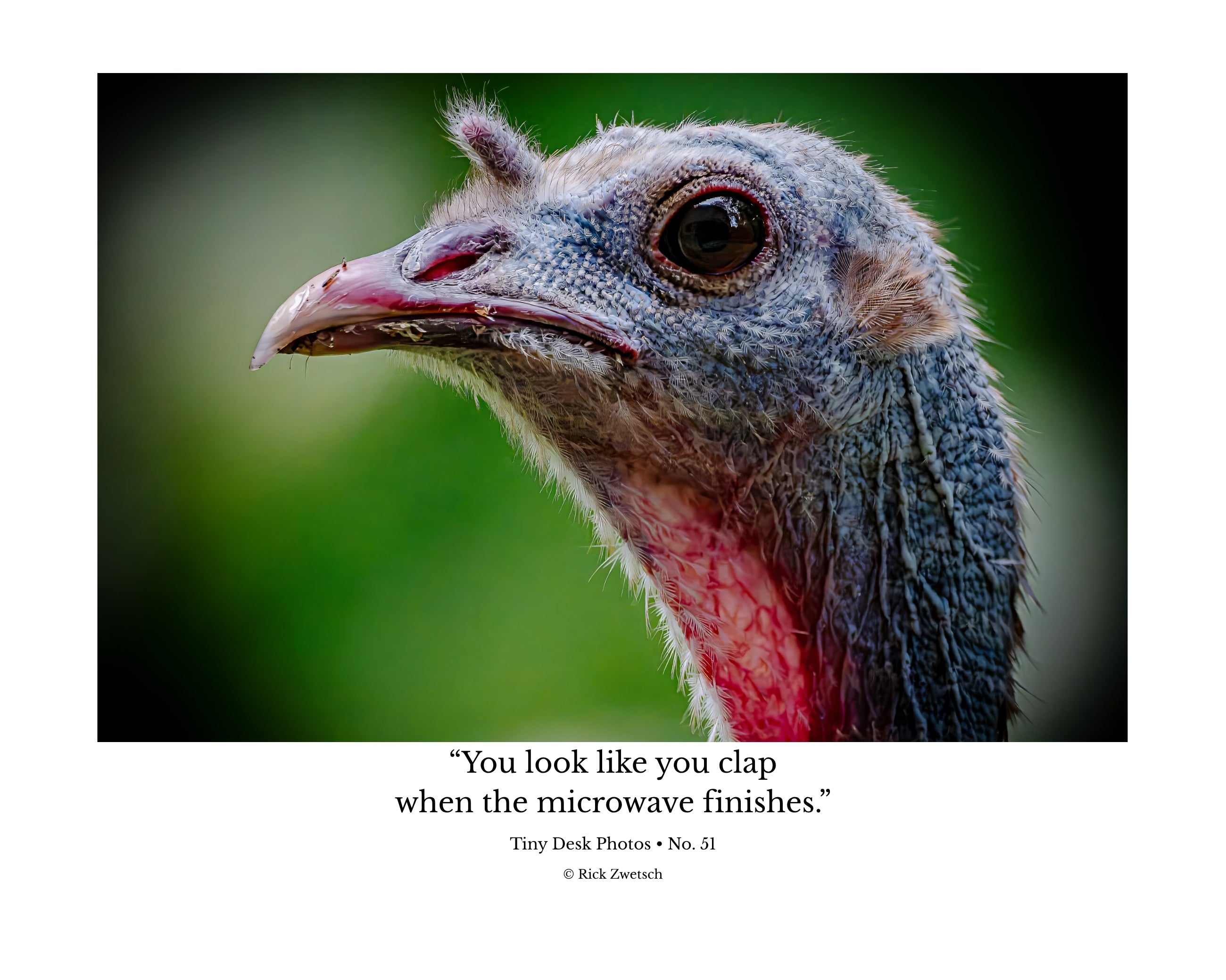 Wild Turkey Close Up Portrait Wildlife Photography Print | Tiny Desk Photos No. 51