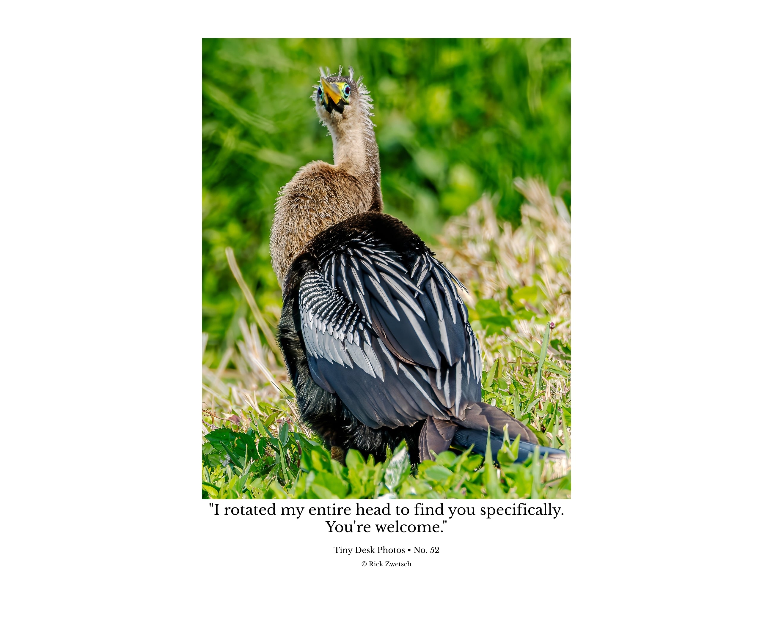 Anhinga Back View Head Turn Wildlife Photography Print | Tiny Desk Photos No. 52