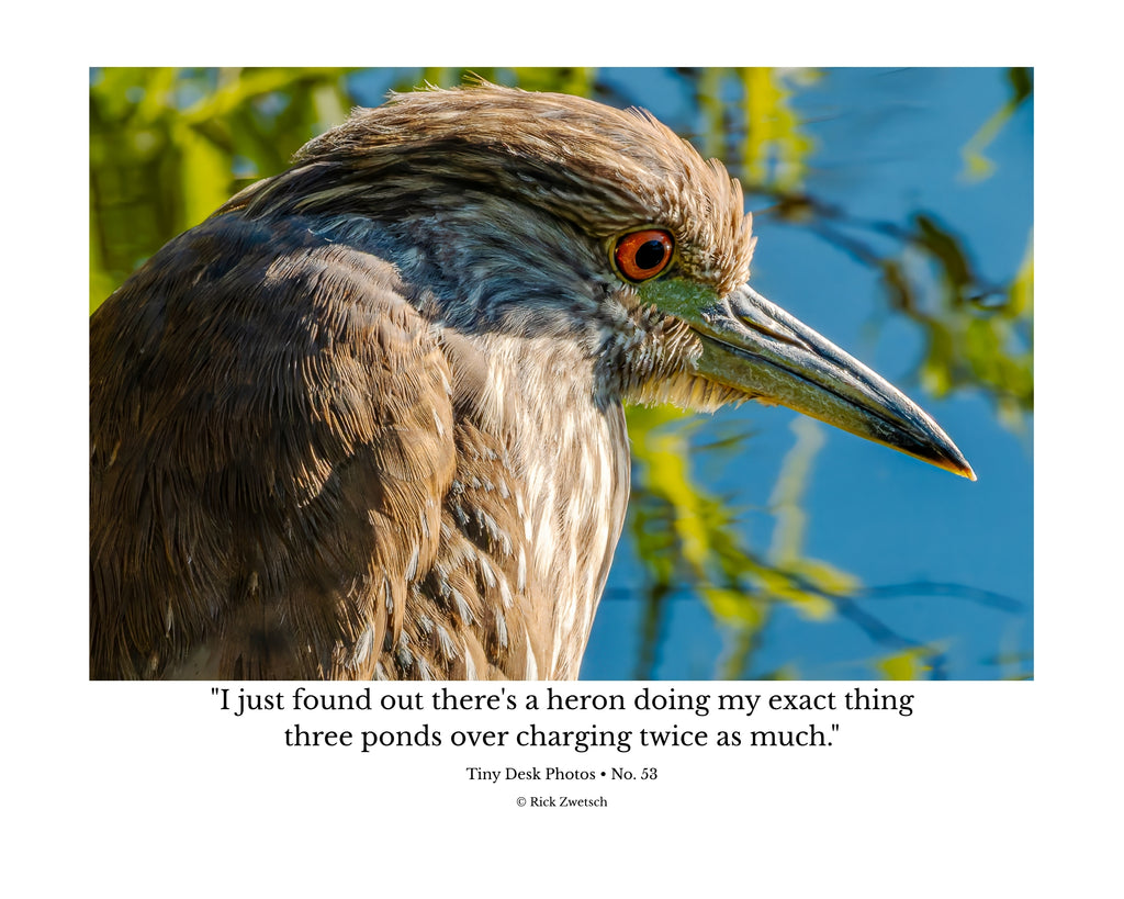 Yellow Crowned Night Heron Close Up Wildlife Photography Print | Tiny Desk Photos No. 53