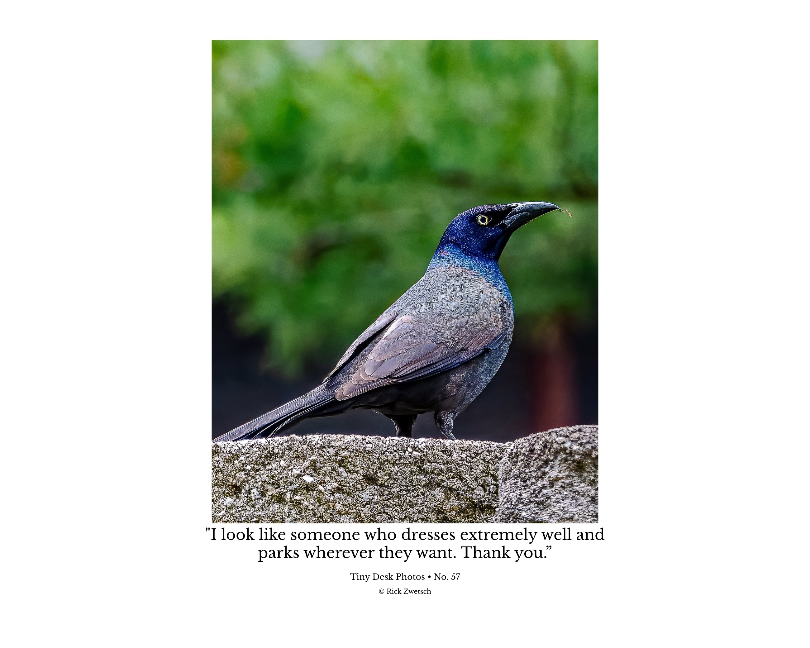 Common Grackle Perched Portrait Wildlife Photography Print | Tiny Desk Photos No. 57