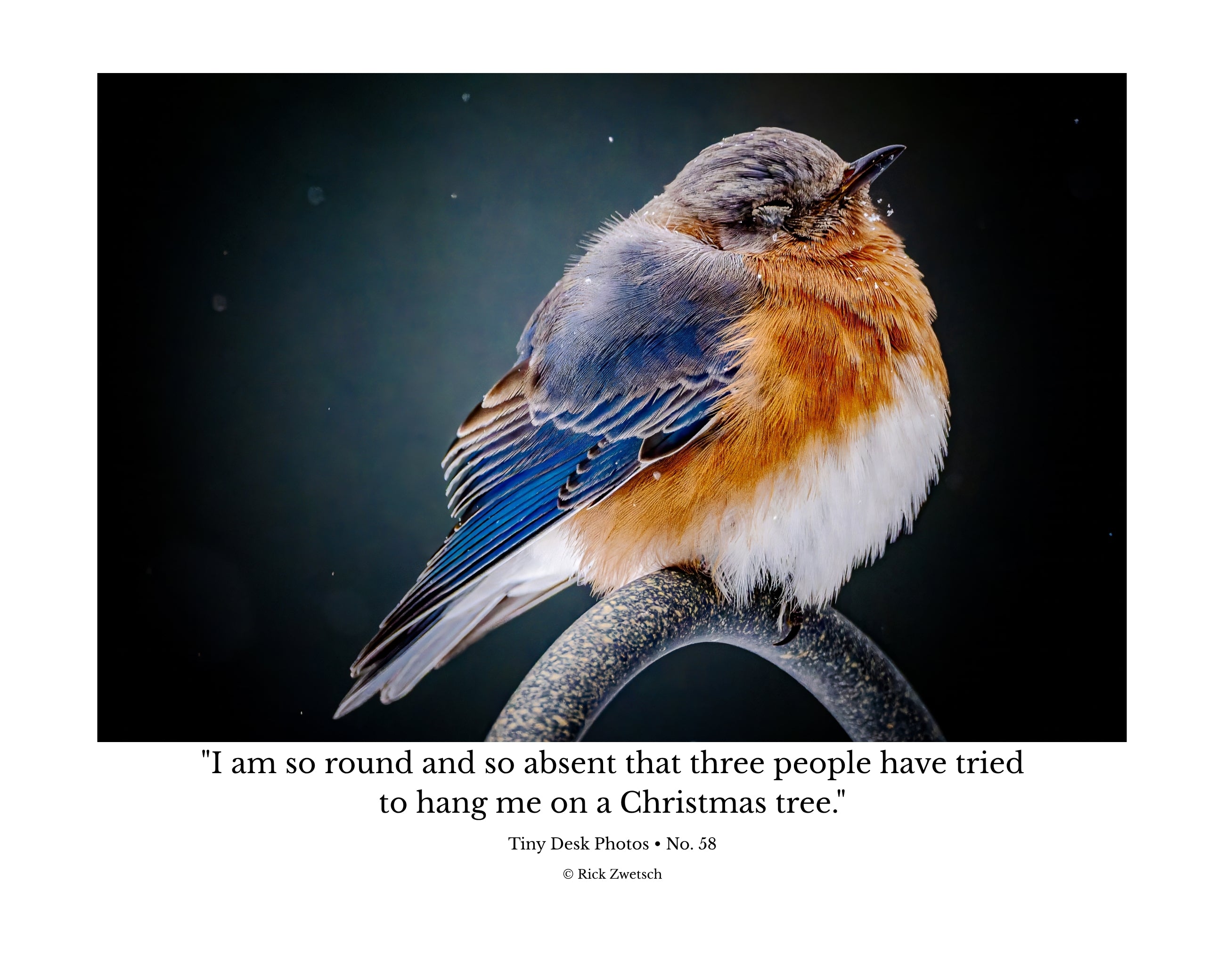 Eastern Bluebird Fluffed Feathers Wildlife Photography Print | Tiny Desk Photos No. 58