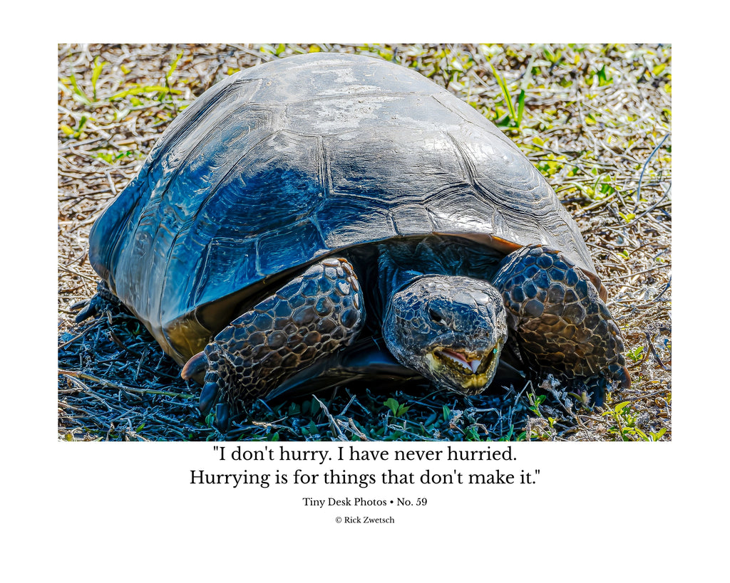 Gopher Tortoise Ground Portrait Wildlife Photography Print | Tiny Desk Photos No. 59