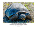 Gopher Tortoise Ground Portrait Wildlife Photography Print | Tiny Desk Photos No. 59