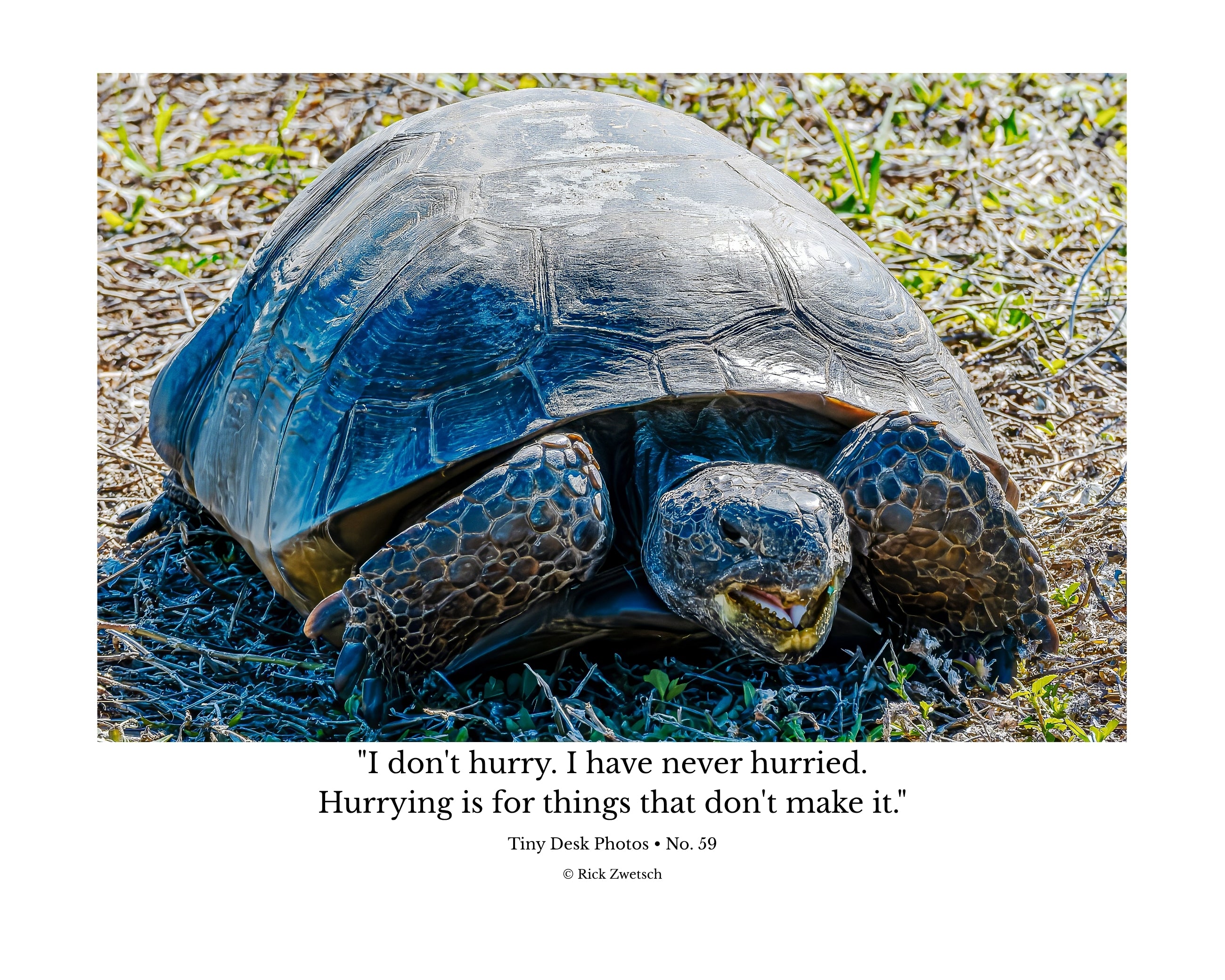 Gopher Tortoise Ground Portrait Wildlife Photography Print | Tiny Desk Photos No. 59