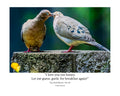Eurasian Collared Dove Pair Wildlife Photography Print | Tiny Desk Photos No. 60
