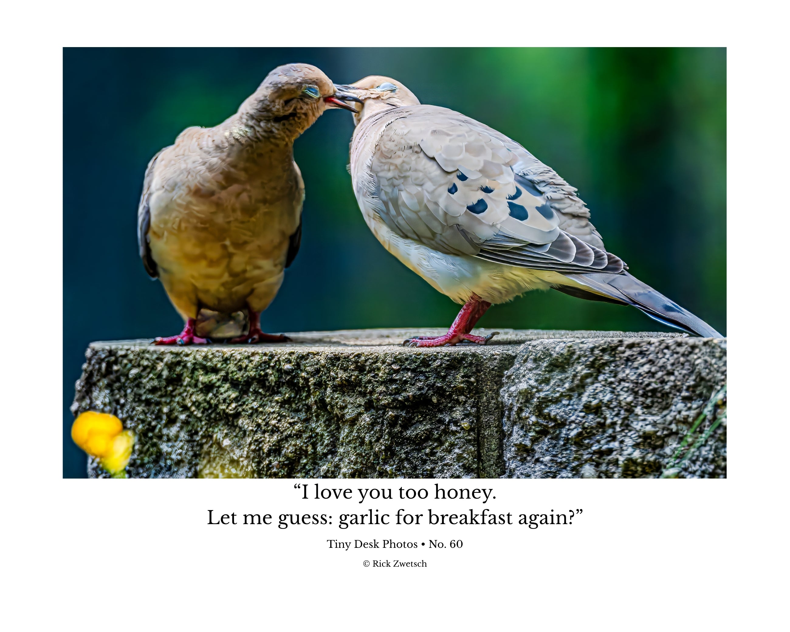 Eurasian Collared Dove Pair Wildlife Photography Print | Tiny Desk Photos No. 60