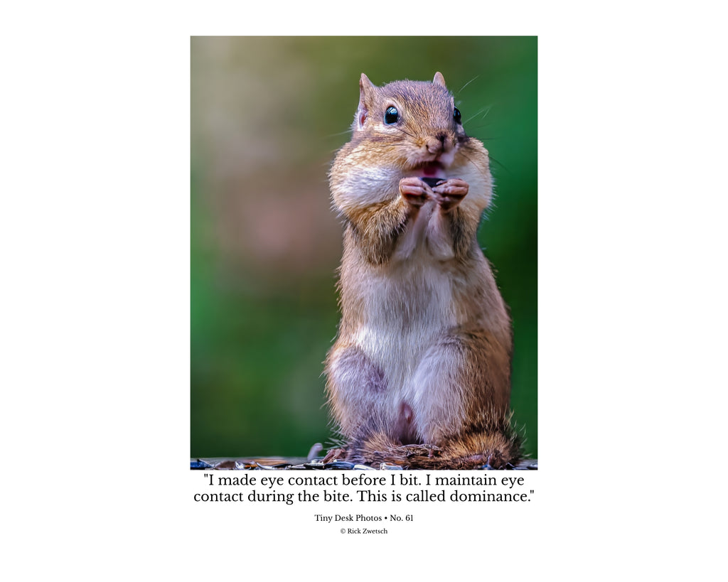 Eastern Chipmunk Wildlife Photography Print | Tiny Desk Photos No. 61