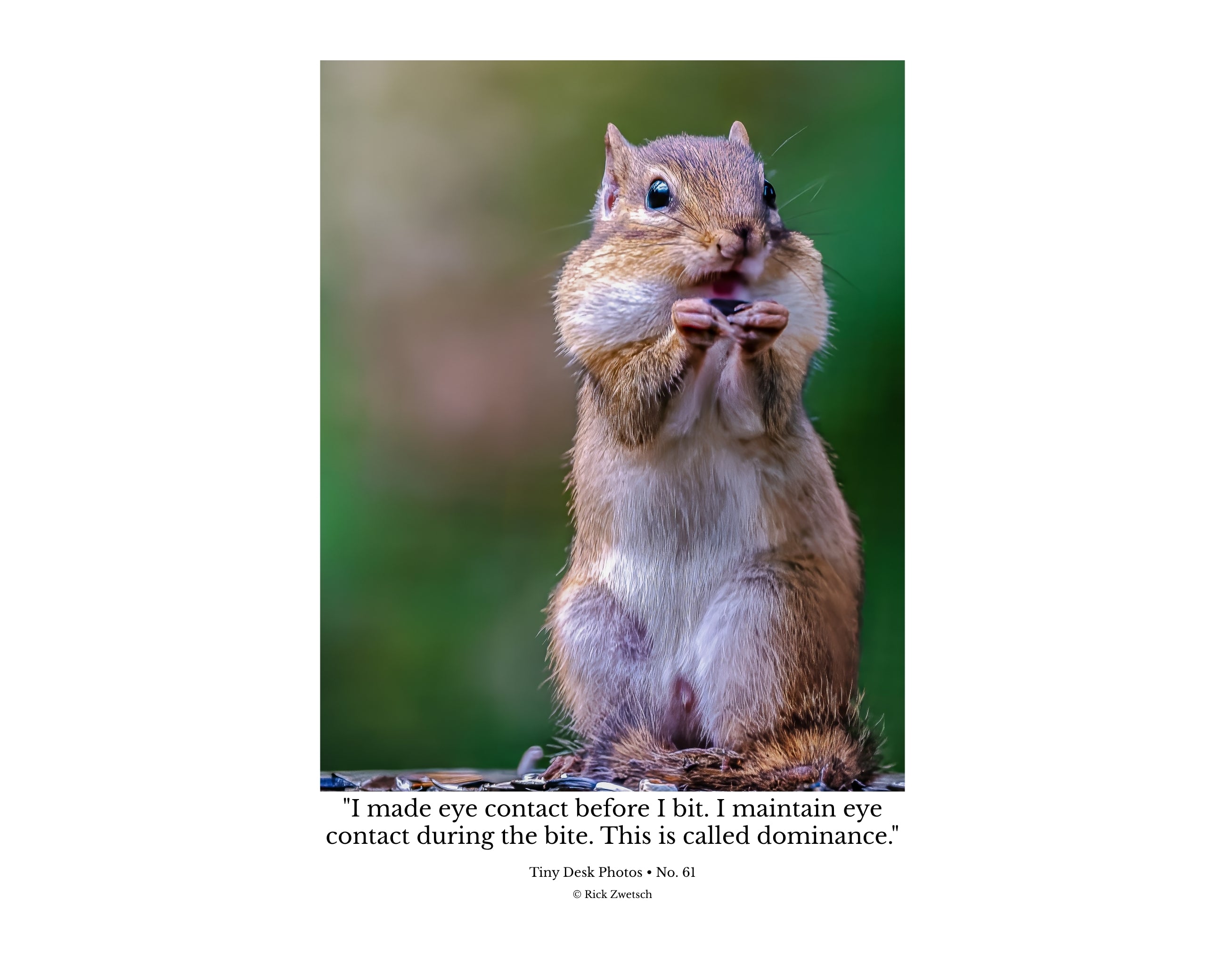 Eastern Chipmunk Wildlife Photography Print | Tiny Desk Photos No. 61