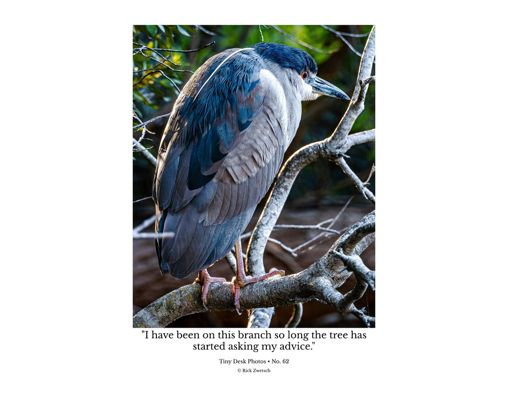 Black-crowned Night Heron Wildlife Photography Print | Tiny Desk Photos No. 62