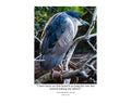 Black-crowned Night Heron Wildlife Photography Print | Tiny Desk Photos No. 62