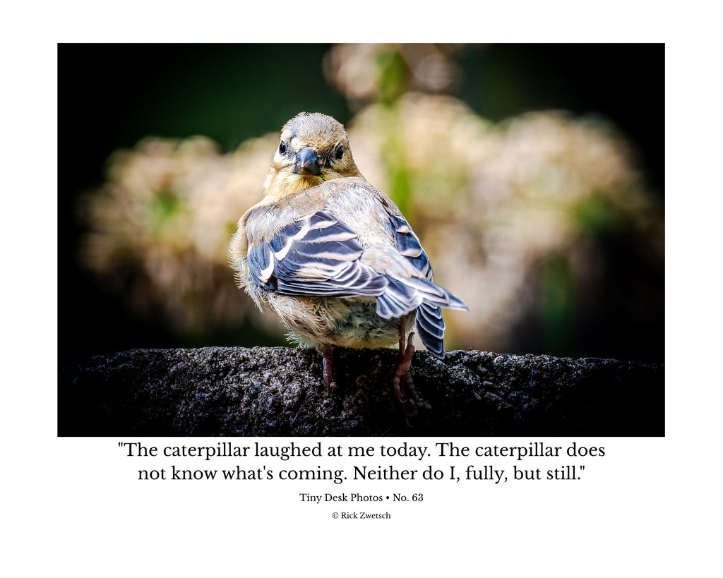 Juvenile Songbird Wildlife Photography Print | Tiny Desk Photos No. 63