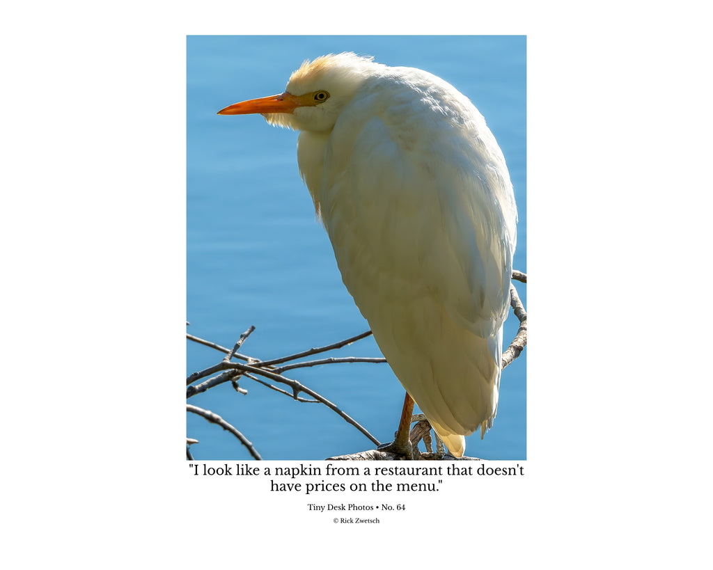 Cattle Egret Wildlife Photography Print | Tiny Desk Photos No. 64
