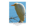 Cattle Egret Wildlife Photography Print | Tiny Desk Photos No. 64