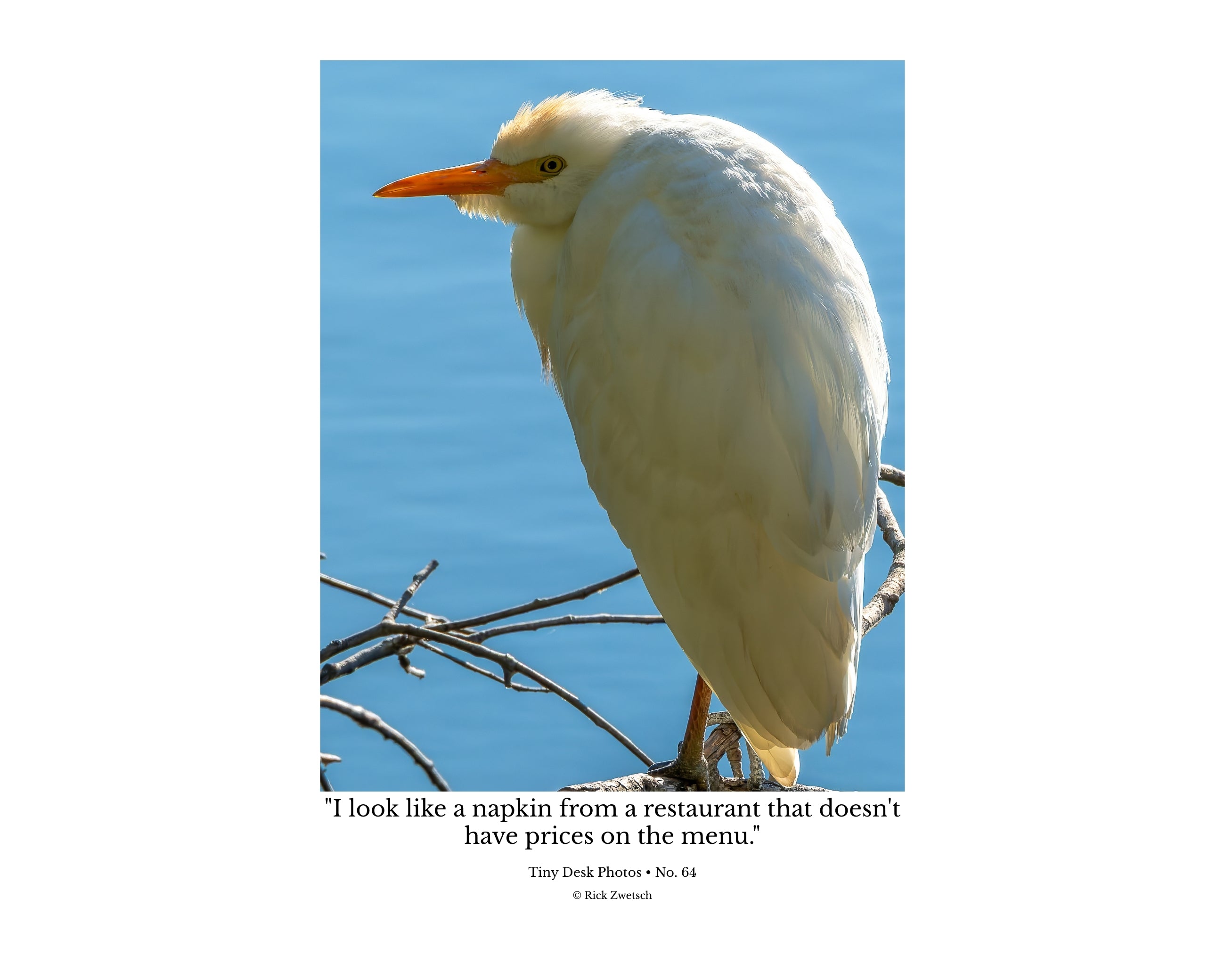 Cattle Egret Wildlife Photography Print | Tiny Desk Photos No. 64