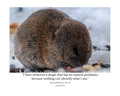 Vole Wildlife Photography Print | Tiny Desk Photos No. 65