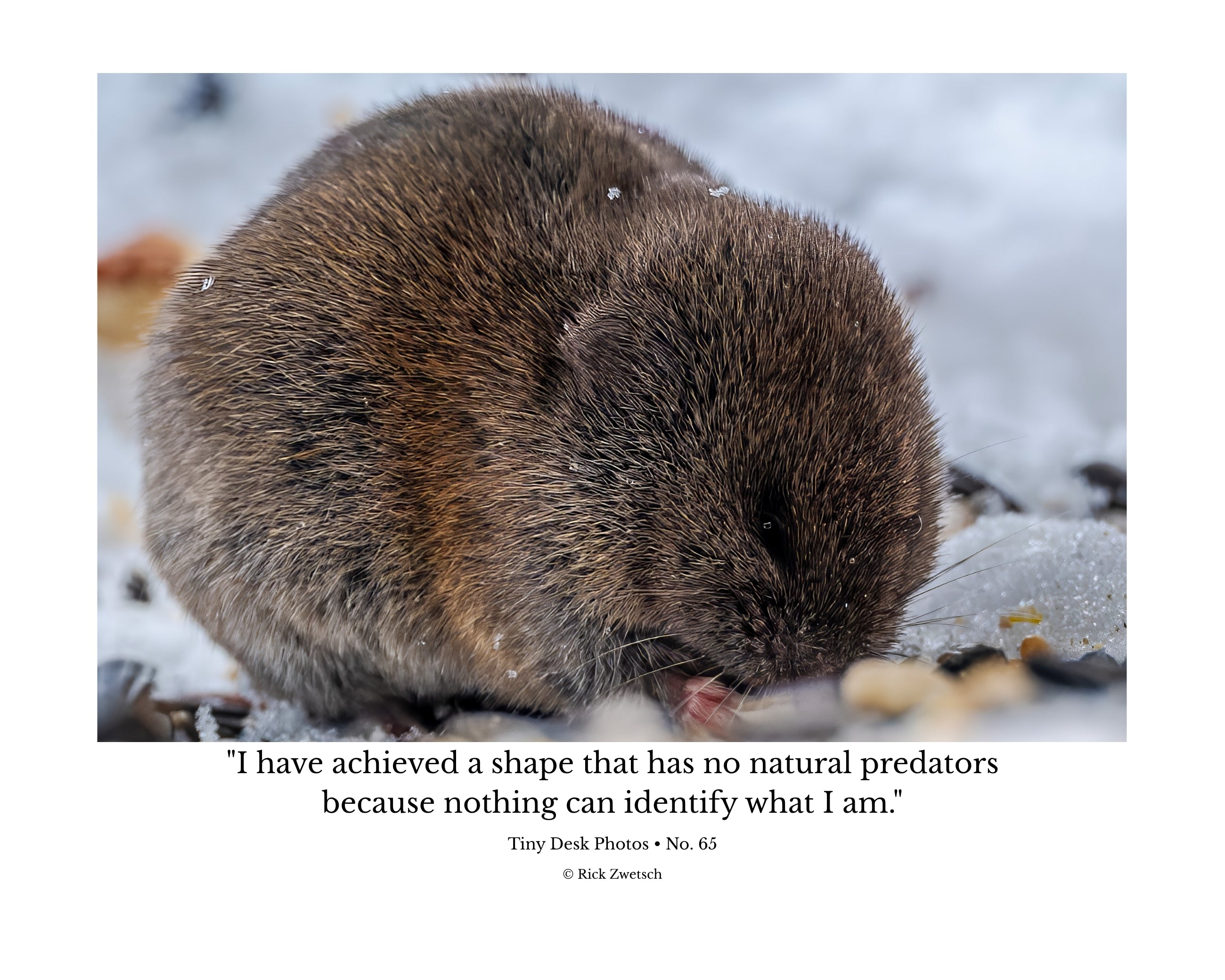 Vole Wildlife Photography Print | Tiny Desk Photos No. 65
