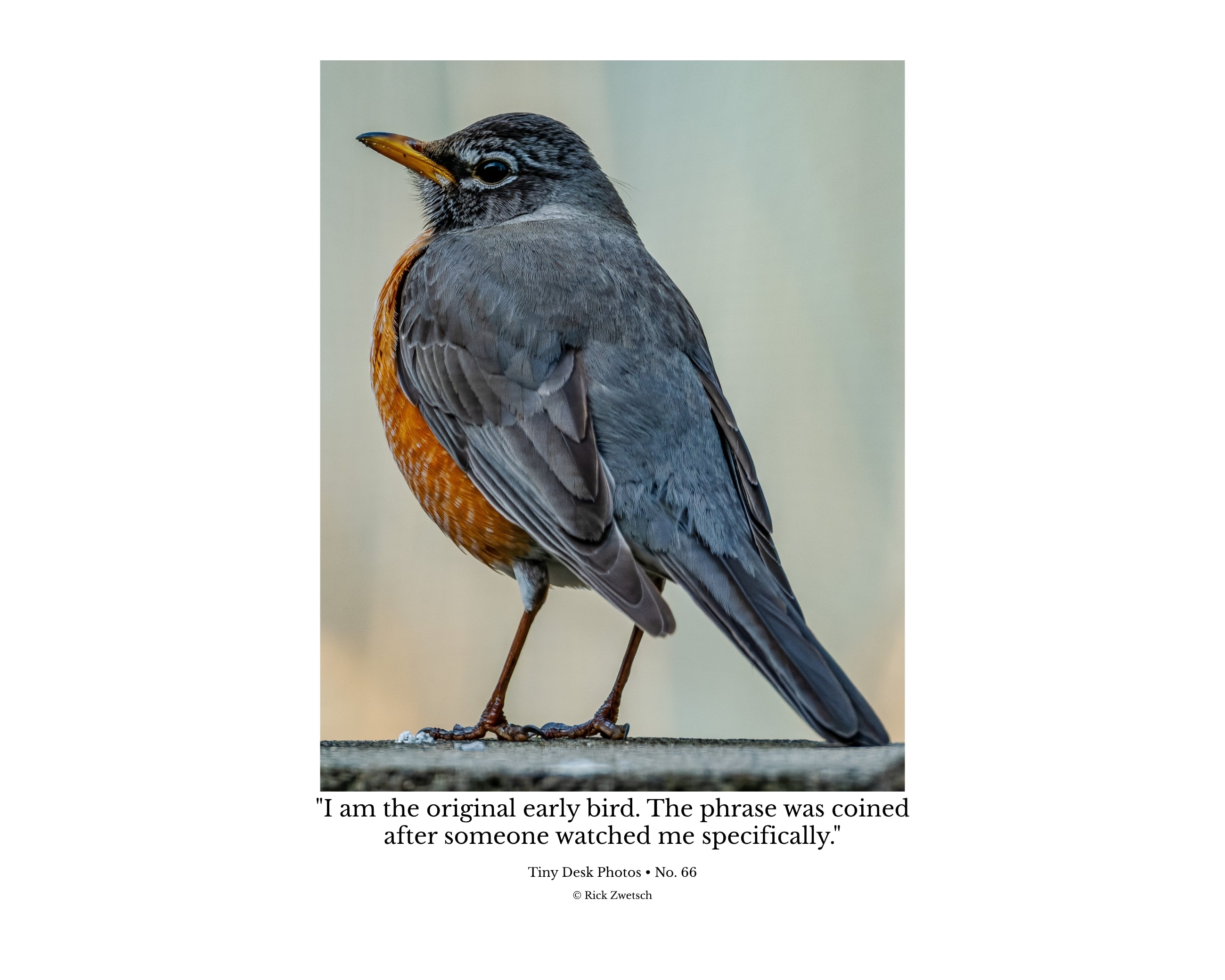 American Robin Side Profile Wildlife Photography Print | Tiny Desk Photos No. 66