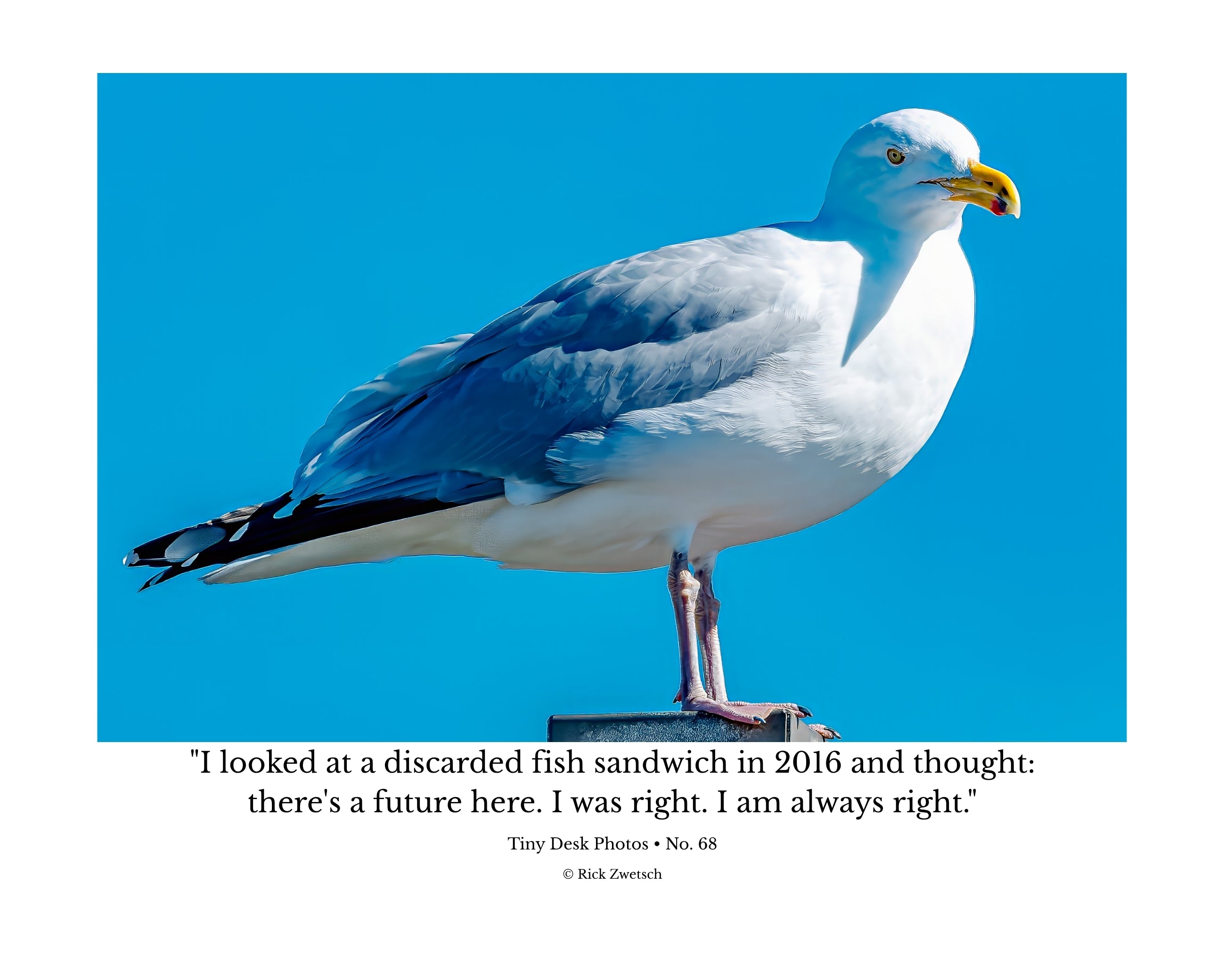 Ring-billed Gull Perched Profile Wildlife Photography Print | Tiny Desk Photos No. 68