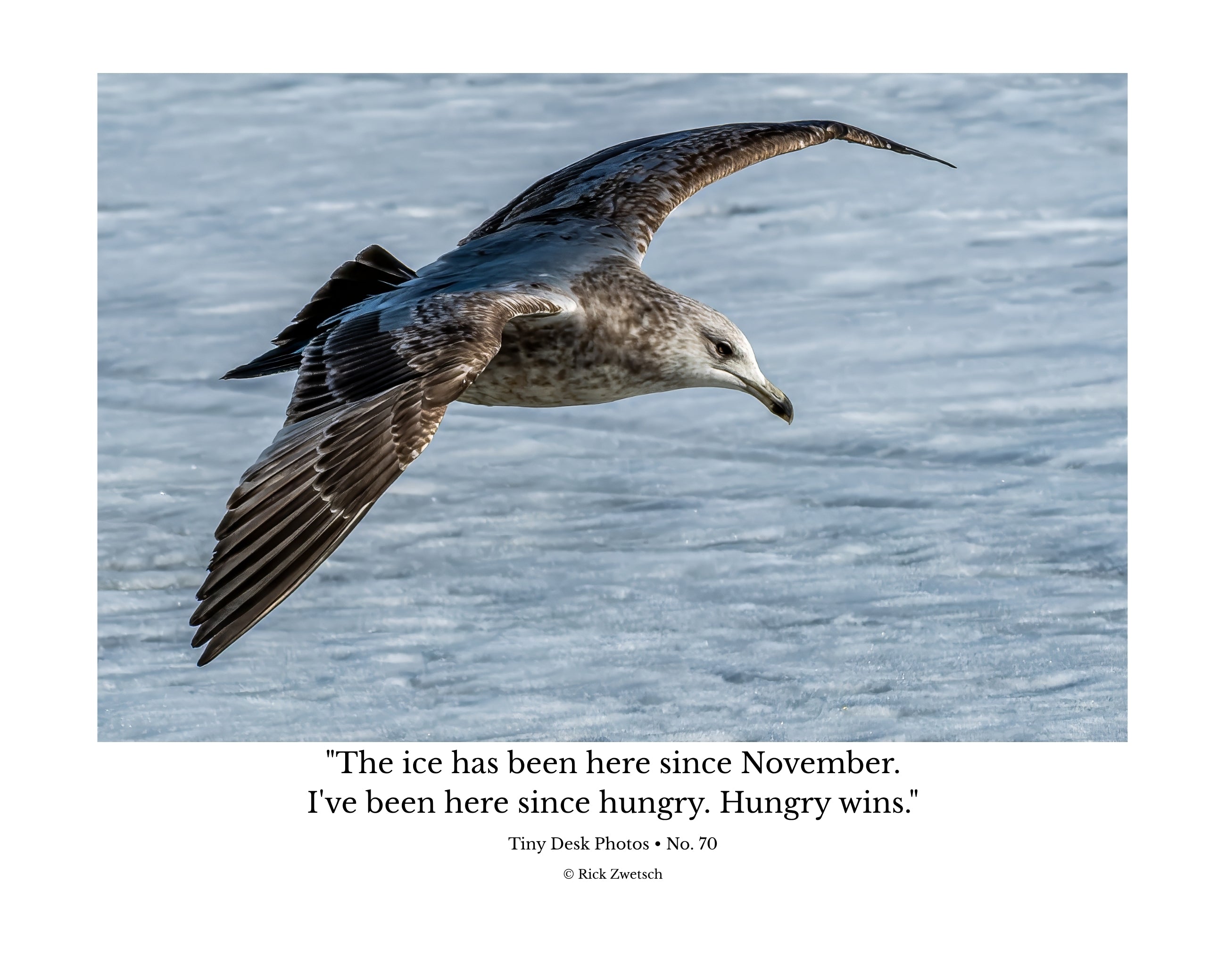 Juvenile Ring-billed Gull In Flight Wildlife Photography Print | Tiny Desk Photos No. 70