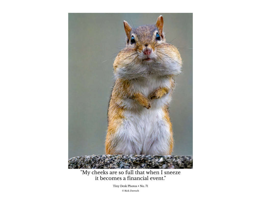Chipmunk Full Cheeks Wildlife Photography Print | Tiny Desk Photos No. 71