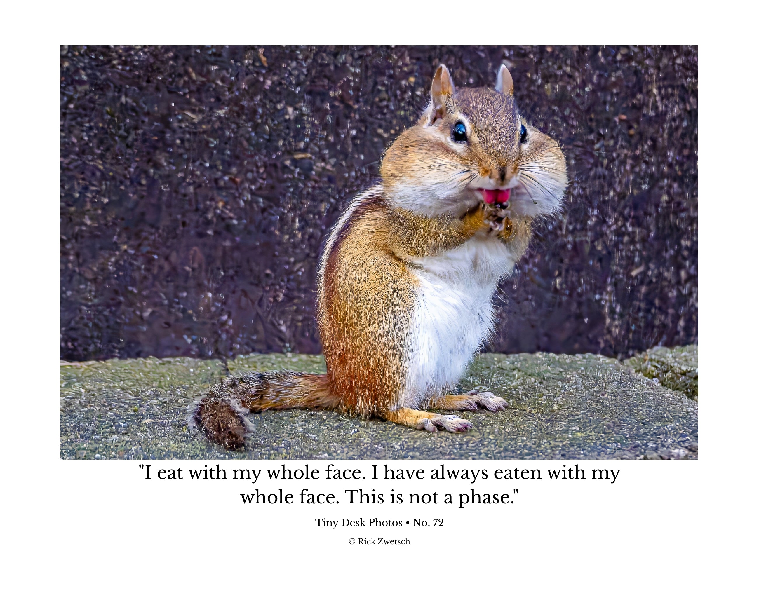 Chipmunk Eating Close Up Wildlife Photography Print | Tiny Desk Photos No. 72