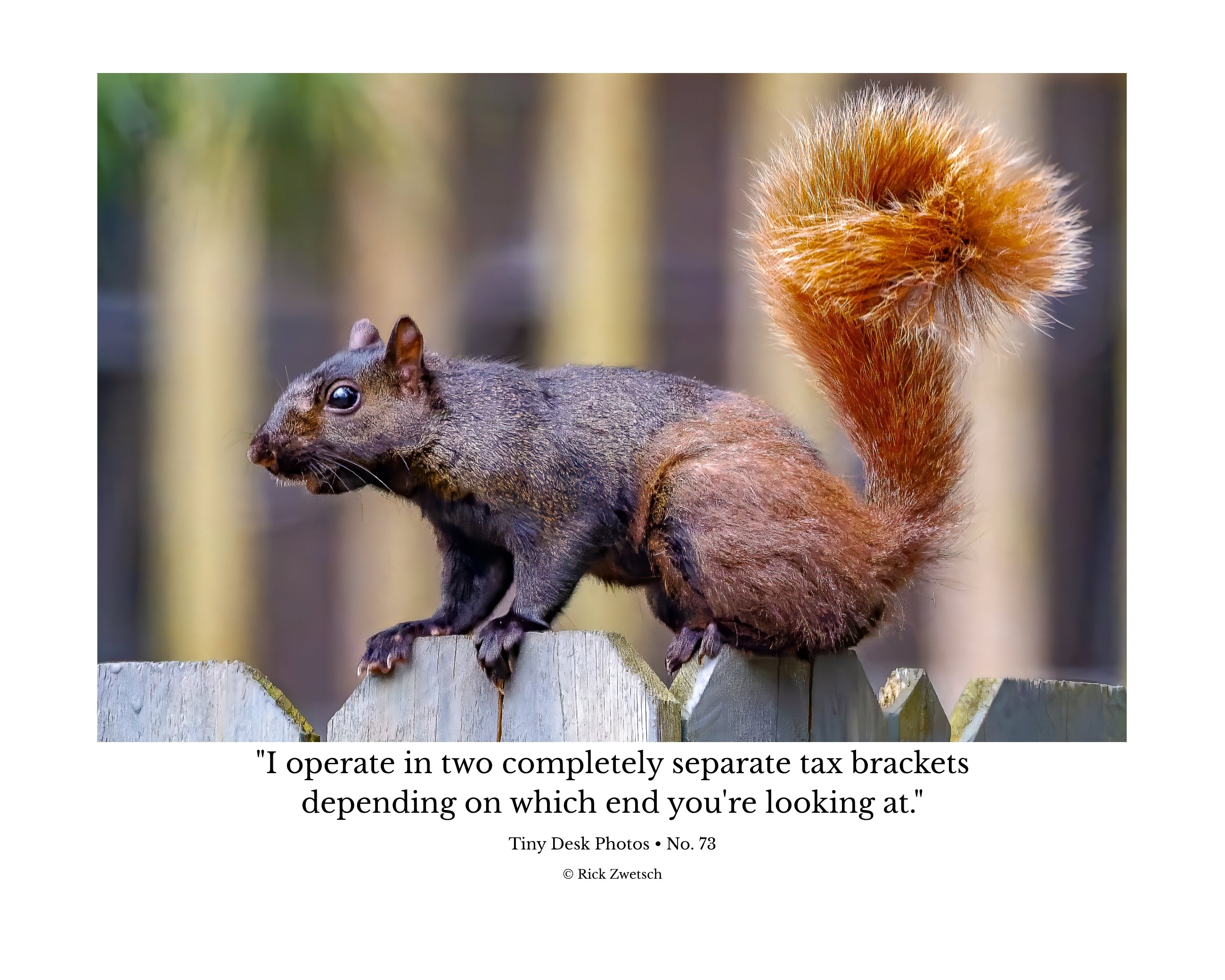 Fox Squirrel Fence Perch Wildlife Photography Print | Tiny Desk Photos No. 73