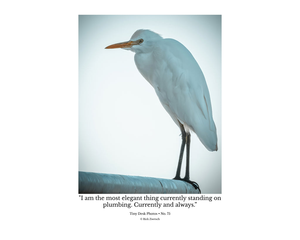 Cattle Egret Wildlife Photography Print | Tiny Desk Photos No. 75