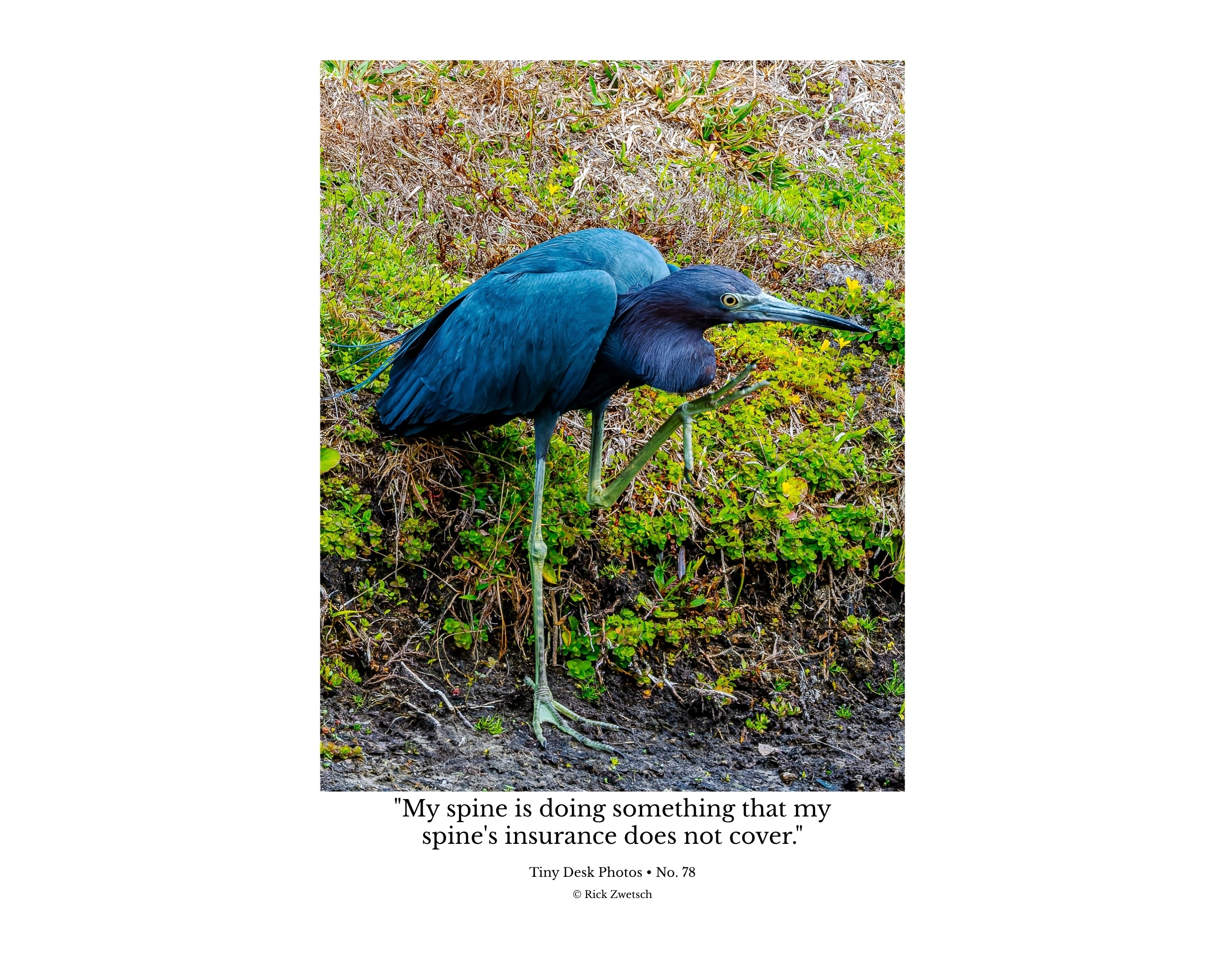 Little Blue Heron Awkward Stance Wildlife Photography Print | Tiny Desk Photos No. 78