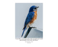 Eastern Bluebird Perched Profile Wildlife Photography Print | Tiny Desk Photos No. 79