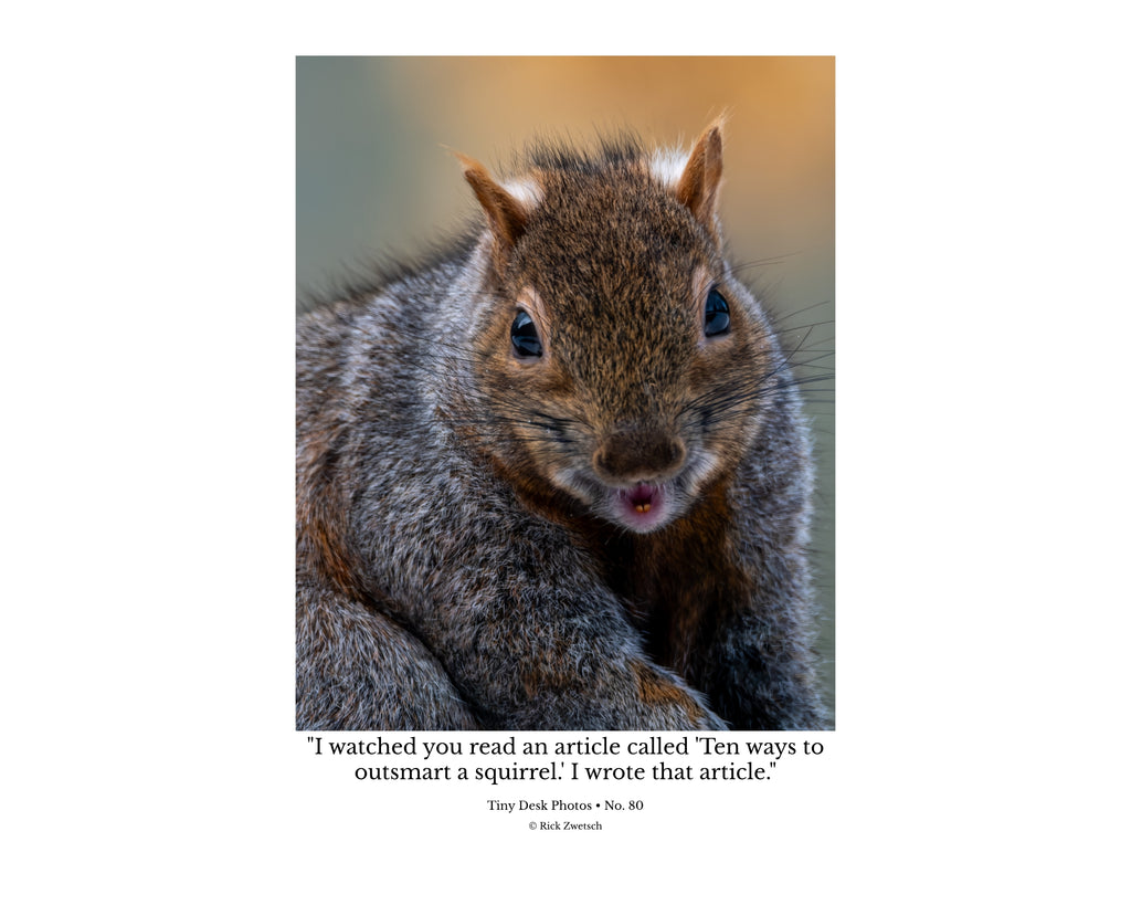 Eastern Gray Squirrel Expression Close-Up Wildlife Photography Print | Tiny Desk Photos No. 80