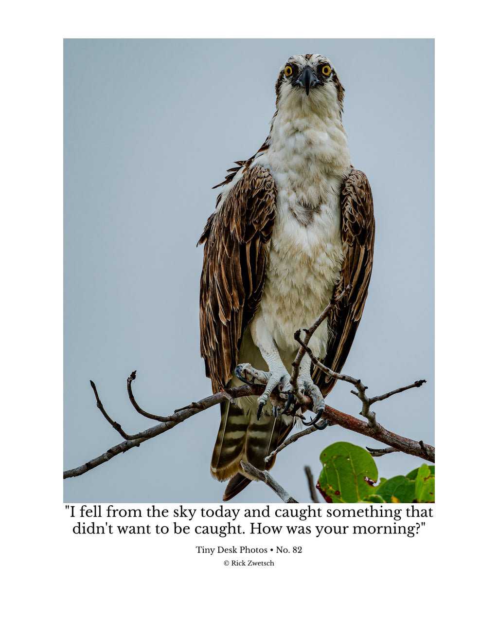 Osprey Perched Front View Wildlife Photography Print | Tiny Desk Photos No. 82