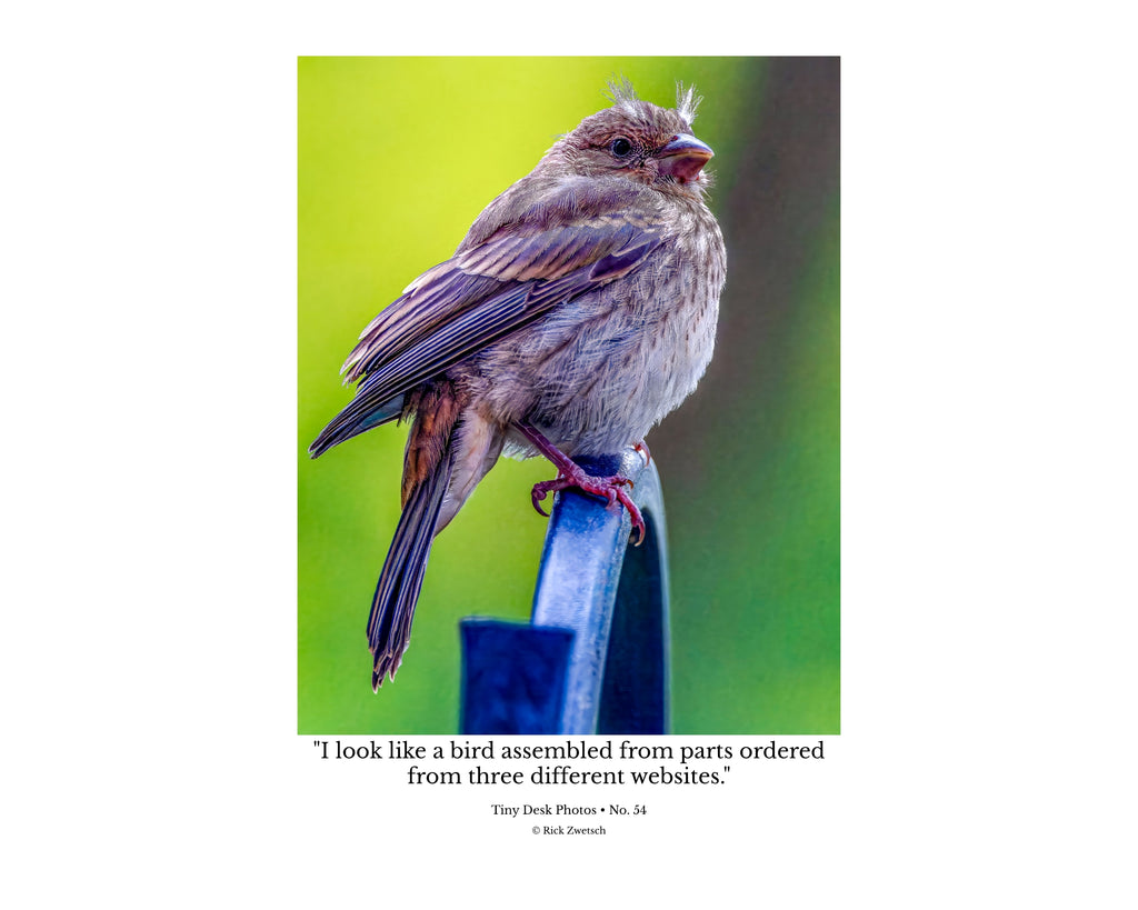 Juvenile House Finch Perched Portrait Wildlife Photography Print | Tiny Desk Photos No. 83