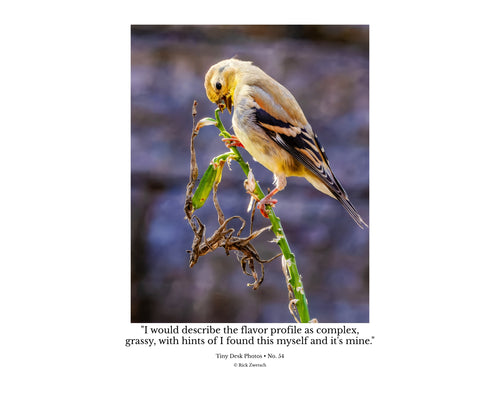 American Goldfinch Feeding Portrait Wildlife Photography Print | Tiny Desk Photos No. 84