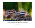 Eastern Chipmunk Carrying Nut Side Profile Wildlife Photography Print | Tiny Desk Photos No. 85