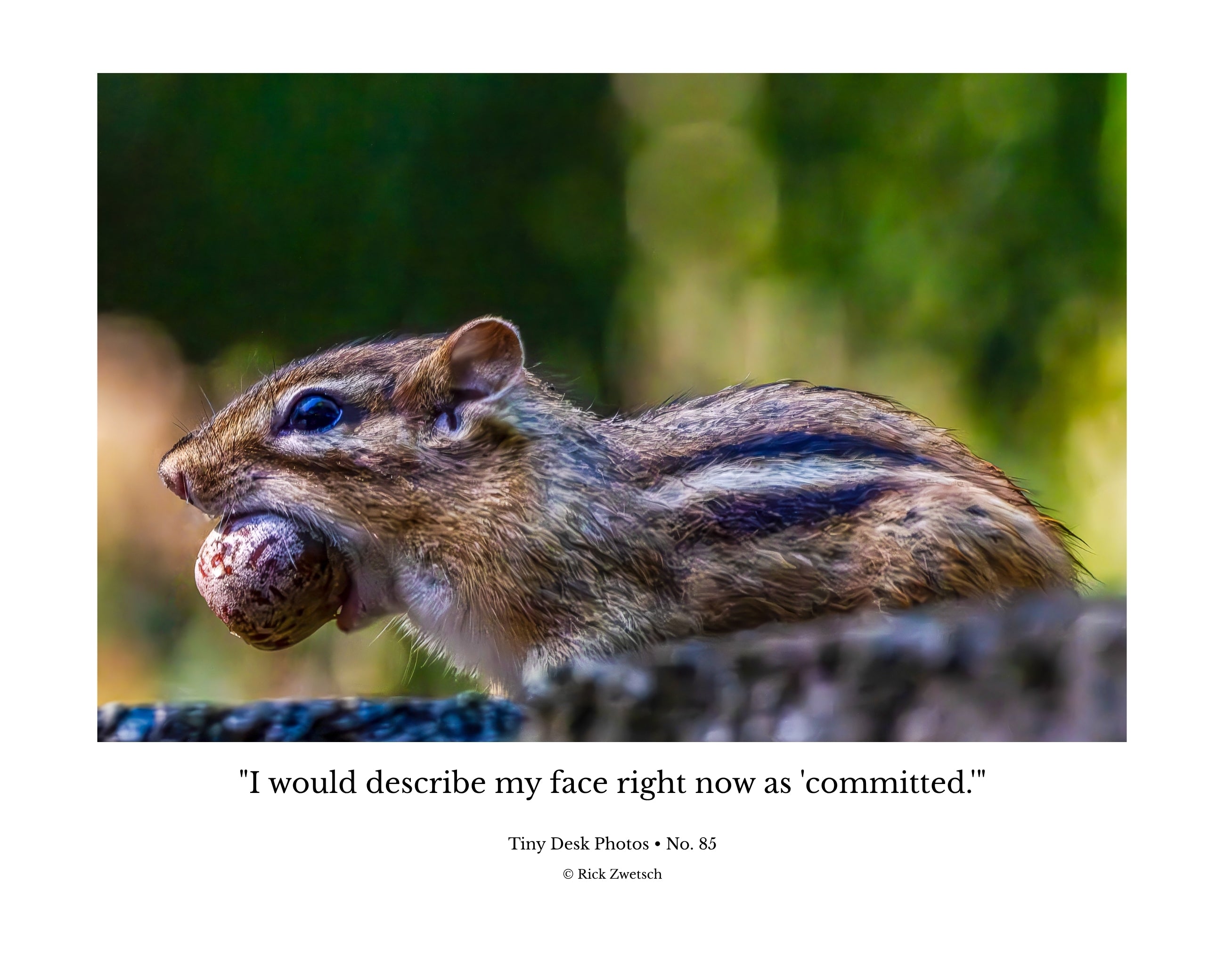 Eastern Chipmunk Carrying Nut Side Profile Wildlife Photography Print | Tiny Desk Photos No. 85