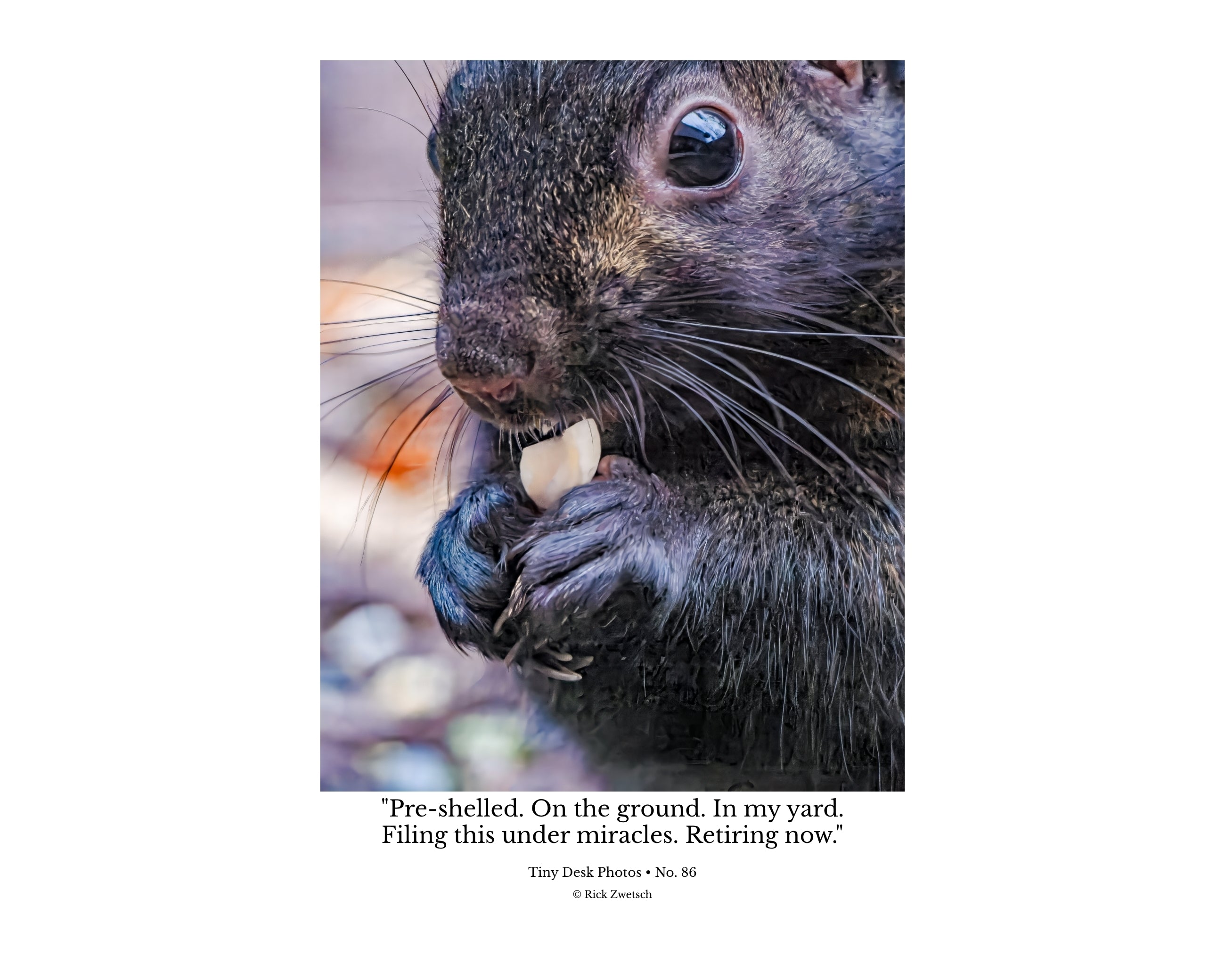 Eastern Gray Squirrel Close-Up with Peanut Wildlife Photography Print | Tiny Desk Photos No. 86