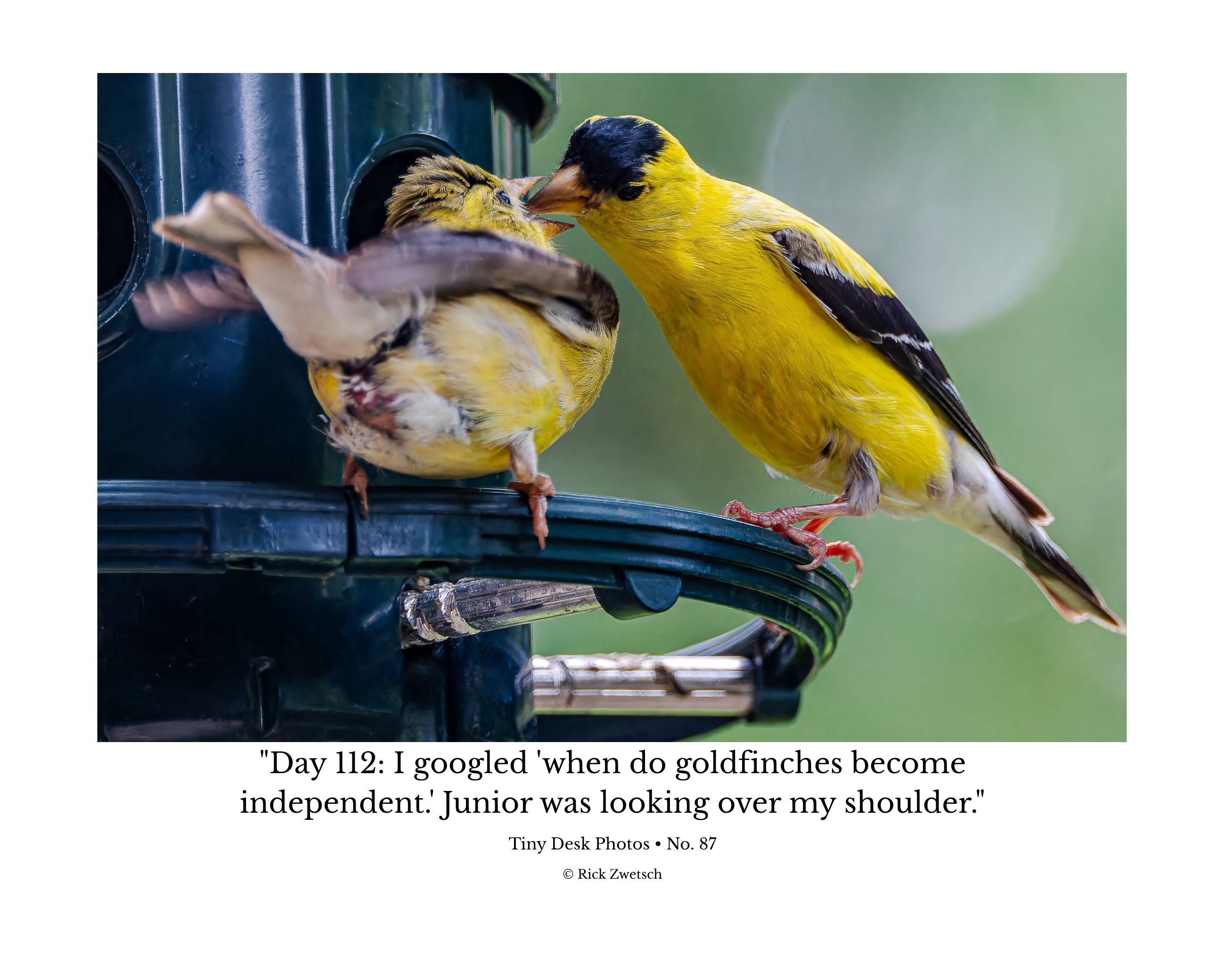 American Goldfinch Feeding Fledgling Wildlife Photography Print | Tiny Desk Photos No. 87