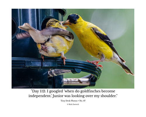 American Goldfinch Feeding Fledgling Wildlife Photography Print | Tiny Desk Photos No. 87