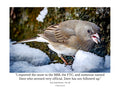 Dark-Eyed Junco in Snow Wildlife Photography Print | Tiny Desk Photos No. 88