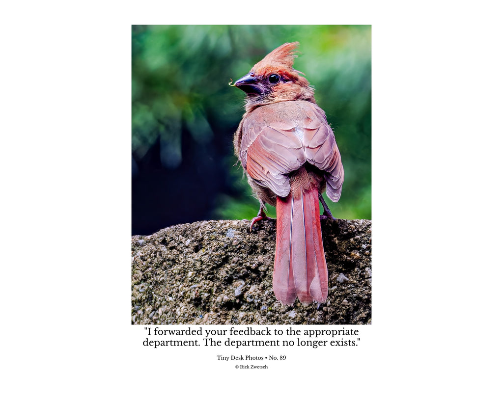 Female Northern Cardinal Rear View Portrait Wildlife Photography Print | Tiny Desk Photos No. 89