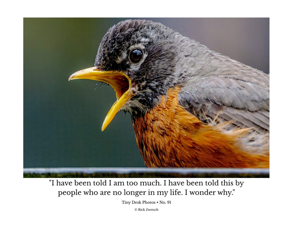 American Robin Close-Up Portrait Wildlife Photography Print | Tiny Desk Photos No. 91