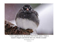 Dark-Eyed Junco in Snow Wildlife Photography Print | Tiny Desk Photos No. 93