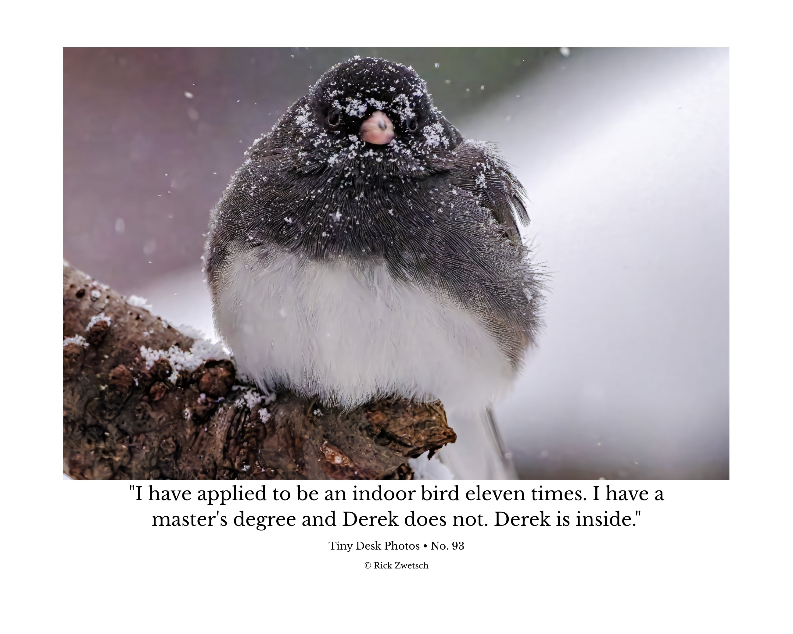 Dark-Eyed Junco in Snow Wildlife Photography Print | Tiny Desk Photos No. 93
