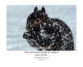 Fox Squirrel in Snow Portrait Wildlife Photography Print | Tiny Desk Photos No. 95